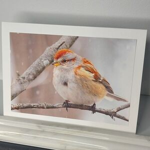 Beautiful Marked American Tree Sparrow Matte Finish 5" x 7" Blank Photo Card